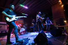 Cut-Throat-Finches-14